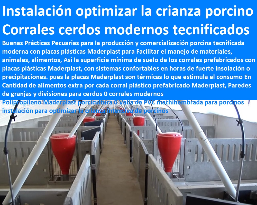 Paredes de granjas y divisiones para cerdos 0 corrales modernos tecnificados Separadores de Polipropileno Maderplast porcicultura 0 Valla de PVC machihembrada para porcinos instalación para optimizar la crianza intensiva de porcinos Paredes de granjas y divisiones para cerdos 0 corrales modernos tecnificados porcicultura jaulas, corrales, parideras, porcinas corral, gestación cerdas, parto cerda, lechonera, destete, jaula pre ceba porcinos, corraleja, ceba, engorde cerdos, porqueriza cría de lechones, pisos jaulas comederos, Separadores de Polipropileno Maderplast porcicultura 0 Valla de PVC machihembrada para porcinos instalación para optimizar la crianza intensiva de porcinos